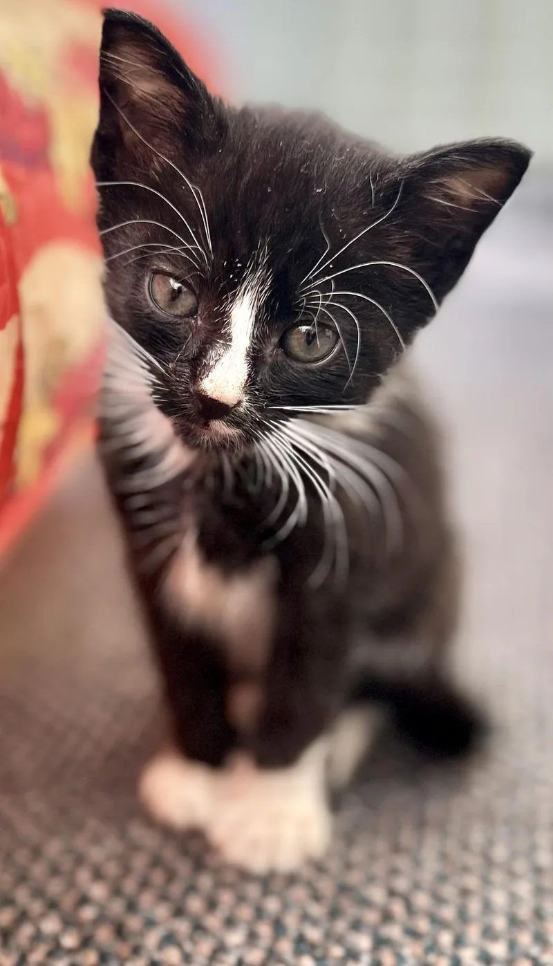 A baby medium-sized male Domestic Short Hair cat named Jasper for adoption in Sanford, NC