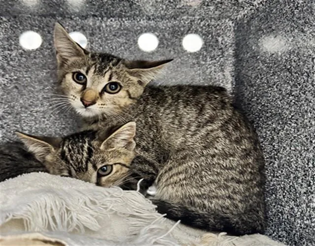 A baby small-sized female Domestic Short Hair cat named Prue for adoption in Naples, FL