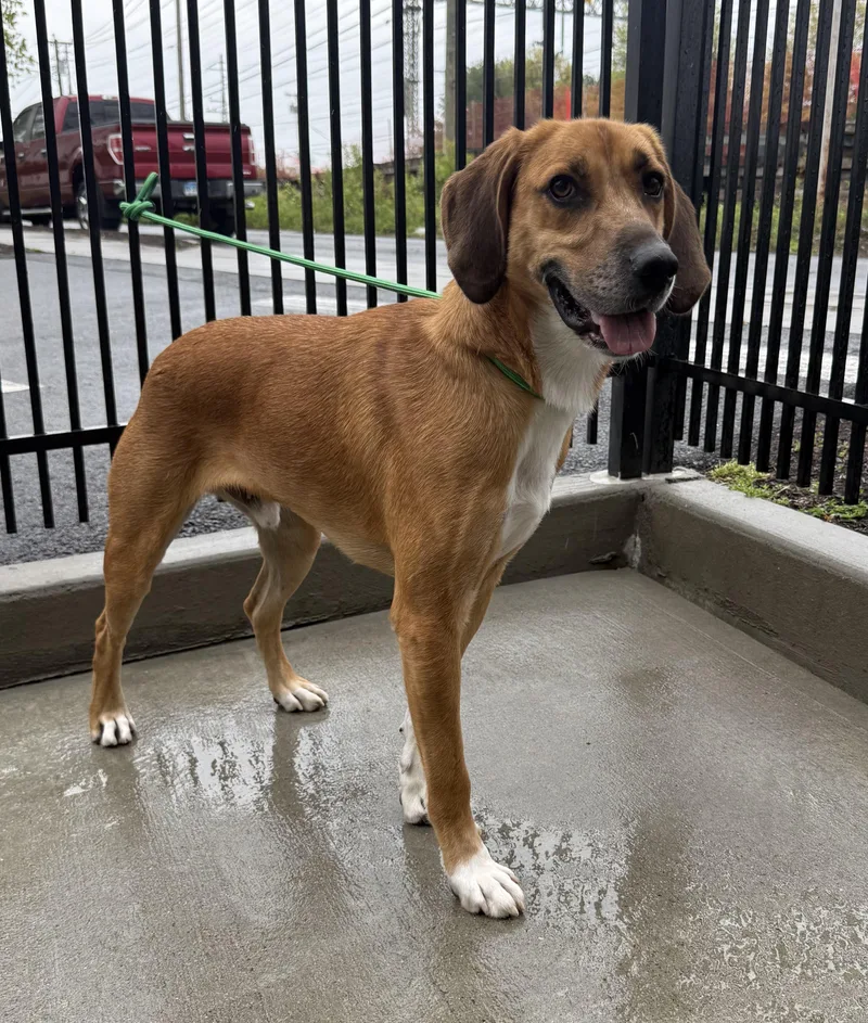 A young medium-sized male Red / Chestnut / Orange Redbone Coonhound dog named Travis for adoption in Milford, CT