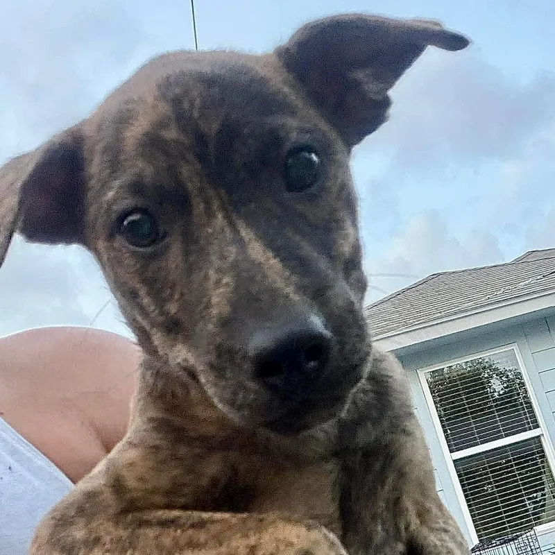 A baby medium-sized male Brindle Terrier dog named Bento for adoption in Austin, TX