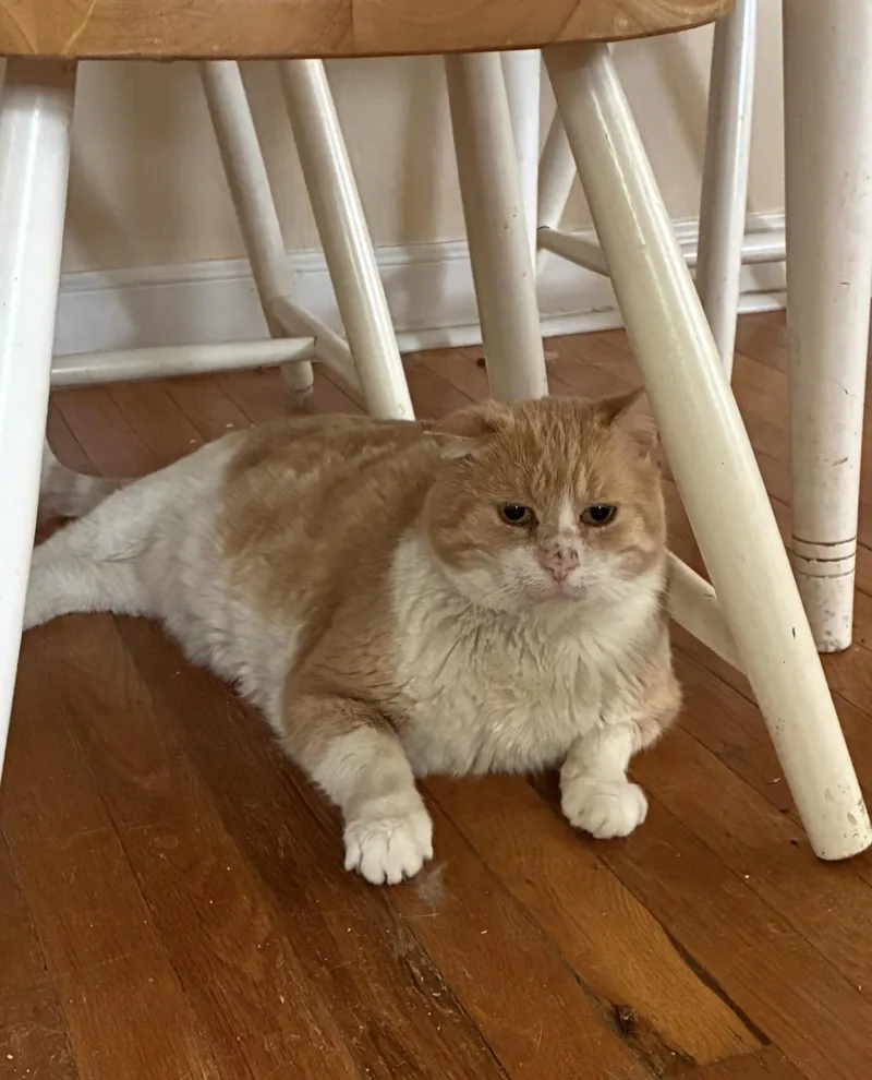 An adult extra large-sized male American Shorthair cat named Miles for adoption in Philadelphia, PA