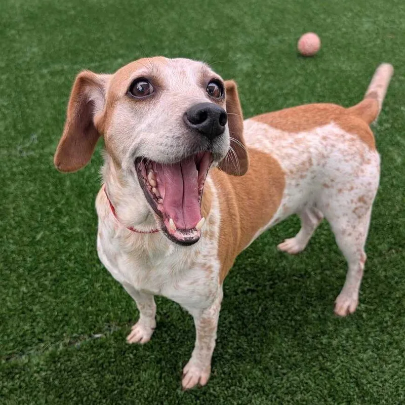 A young medium-sized female Red / Chestnut / Orange Beagle dog named Lulu for adoption in Chicago, IL