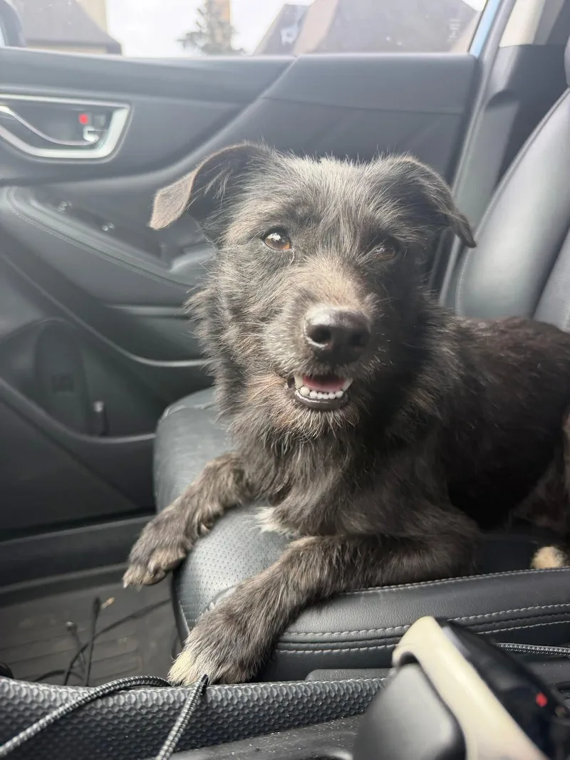 An adult small-sized male Black Cairn Terrier dog named Norman for adoption in Grafton, MA
