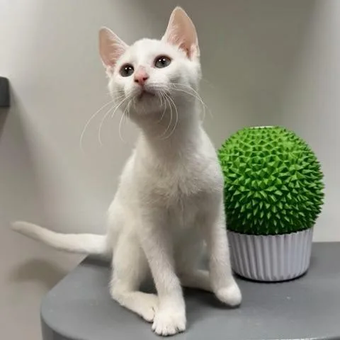 A baby small-sized male Domestic Short Hair cat named Nickel for adoption in Woodstock, GA