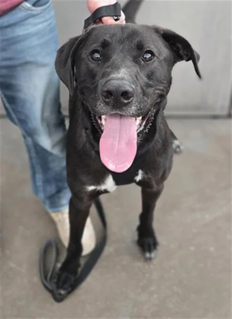 A young small-sized male Mixed Breed dog named Dex for adoption in Dallas, TX