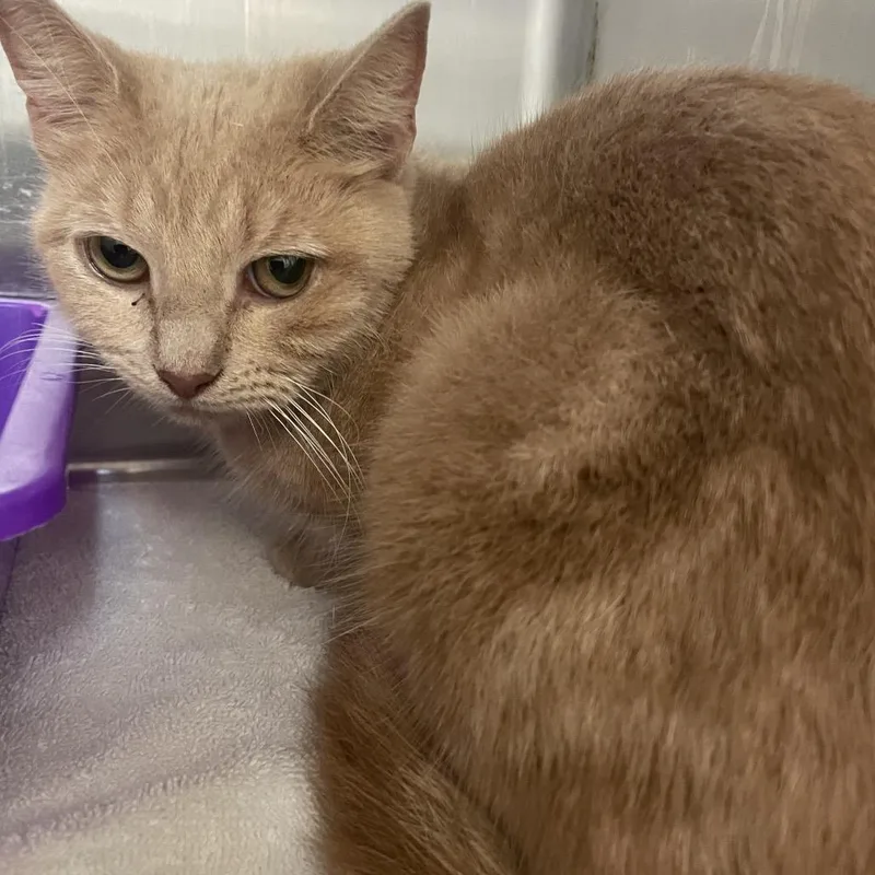 An adult medium-sized female Orange / Red Domestic Short Hair cat named Citrine for adoption in Port Charlotte, FL