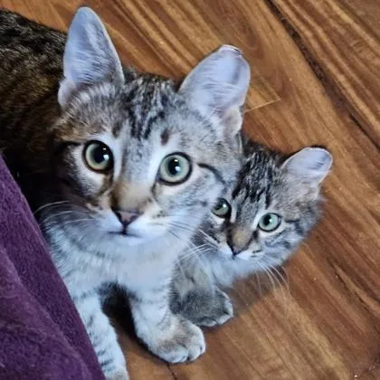 Biscotti thumbnail 2