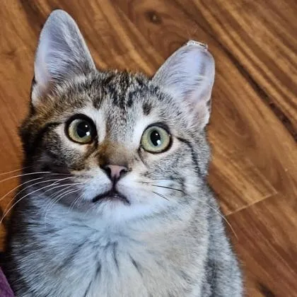 Biscotti thumbnail 3