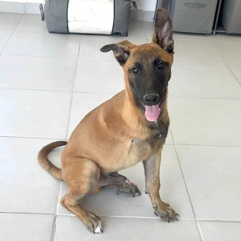 A baby medium-sized male Bicolor Belgian Shepherd / Malinois dog named Ranger for adoption in Manvel, TX
