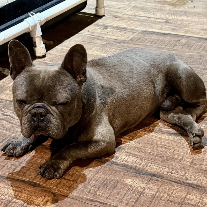 An adult small-sized male Gray / Blue / Silver French Bulldog dog named Dimitri for adoption in Pelham, NH
