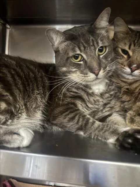 An adult medium-sized male Domestic Short Hair cat named Ted for adoption in Los Angeles, CA
