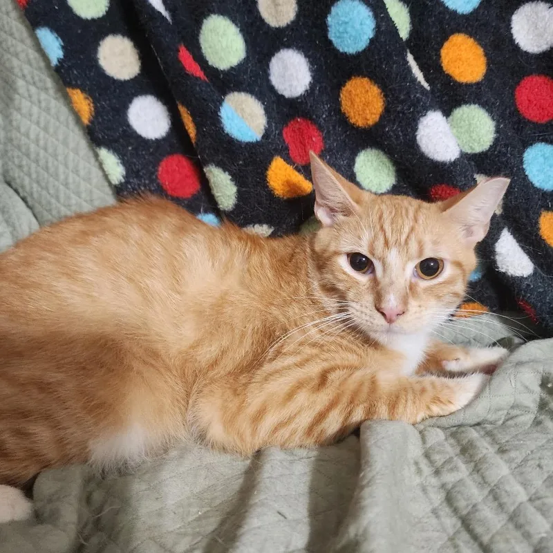 A young medium-sized male Orange / Red Domestic Short Hair cat named Ronald for adoption in Boston, MA