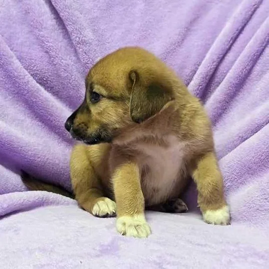 Babaloo