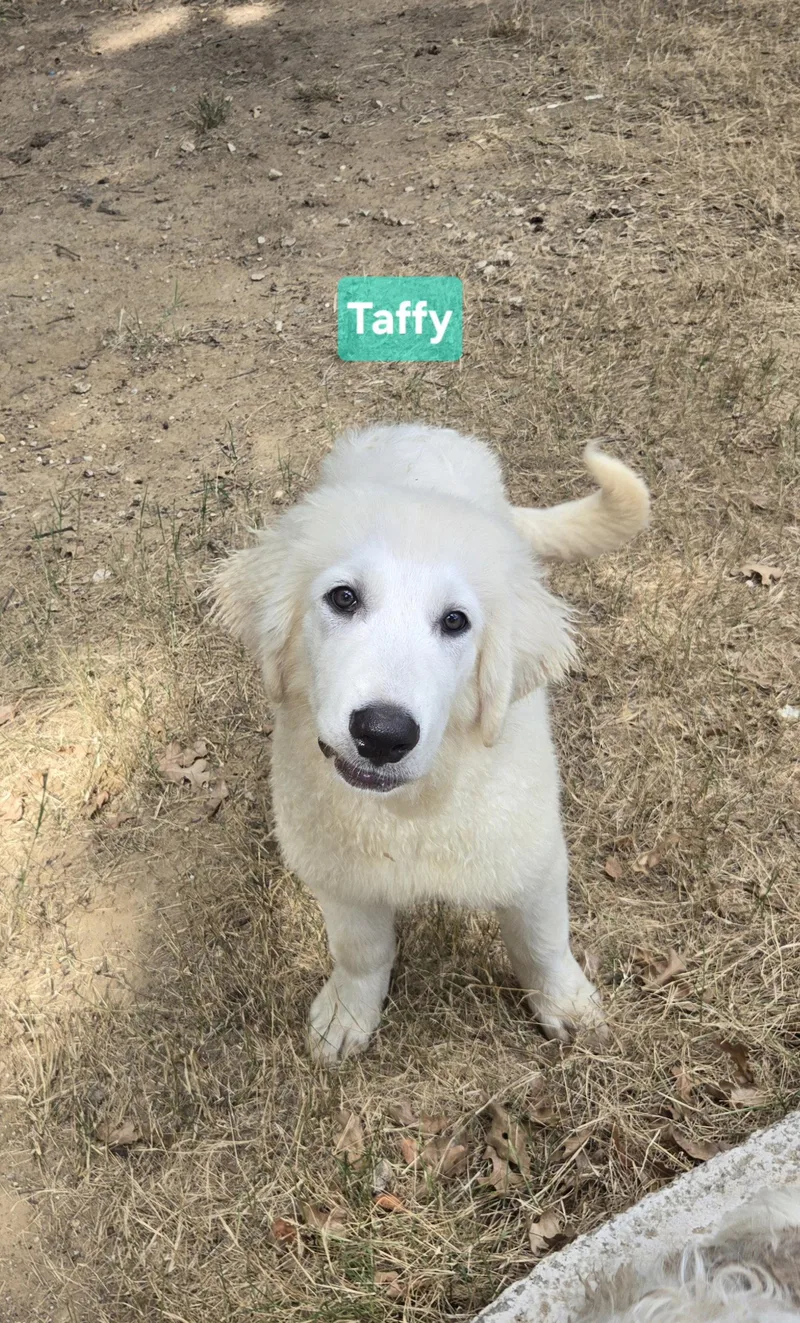A baby large-sized female White / Cream Great Pyrenees dog named Taffy for adoption in Spring, TX