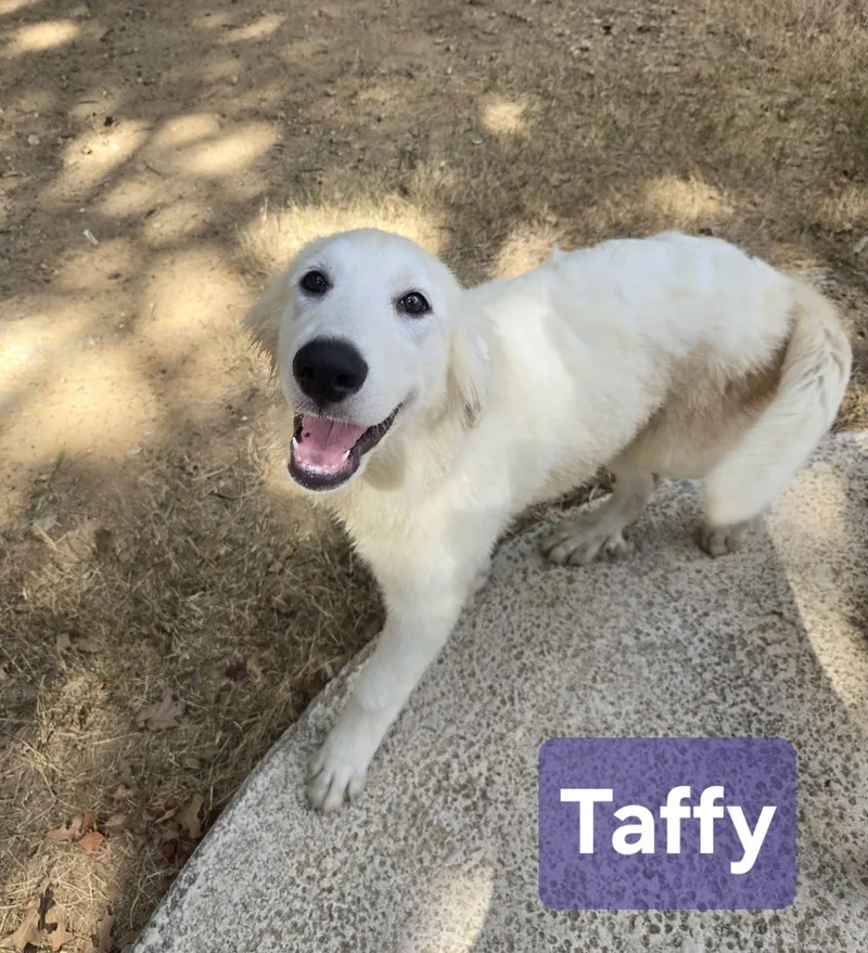 Taffy thumbnail 2