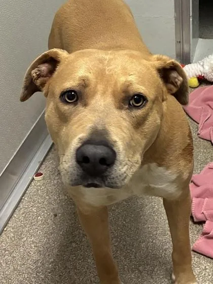 An adult large-sized female Pit Bull Terrier dog named Fwoosh for adoption in Mason, MI