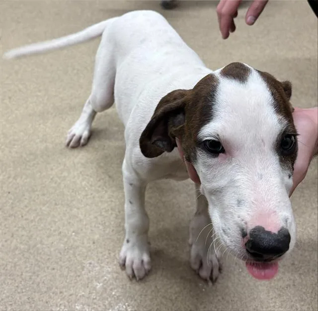 A baby small-sized male Treeing Walker Coonhound dog named Almond for adoption in Grand Prairie, TX
