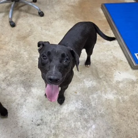 A young medium-sized male Black Labrador Retriever dog named Tesla U for adoption in Tupelo, MS