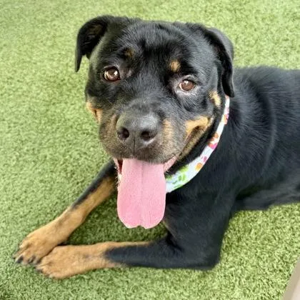 An adult large-sized female Rottweiler dog named Allie for adoption in Largo, FL