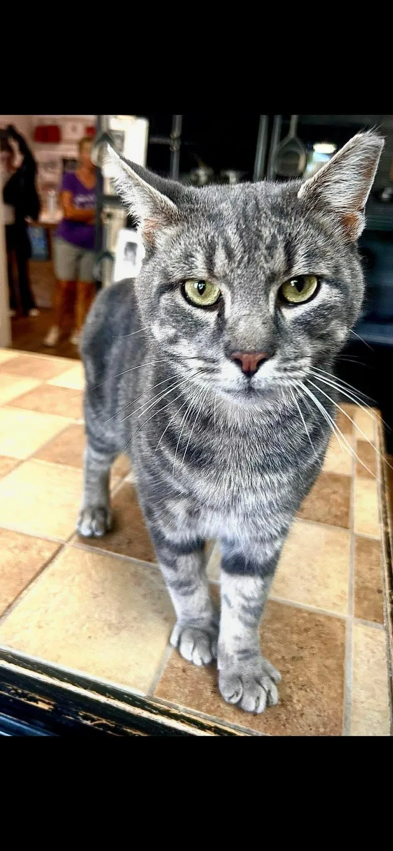 An adult large-sized male Domestic Short Hair cat named O'Malley for adoption in Gettysburg, PA