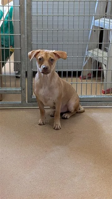 A young medium-sized male Chihuahua dog named Ulysses for adoption in Frisco, CO