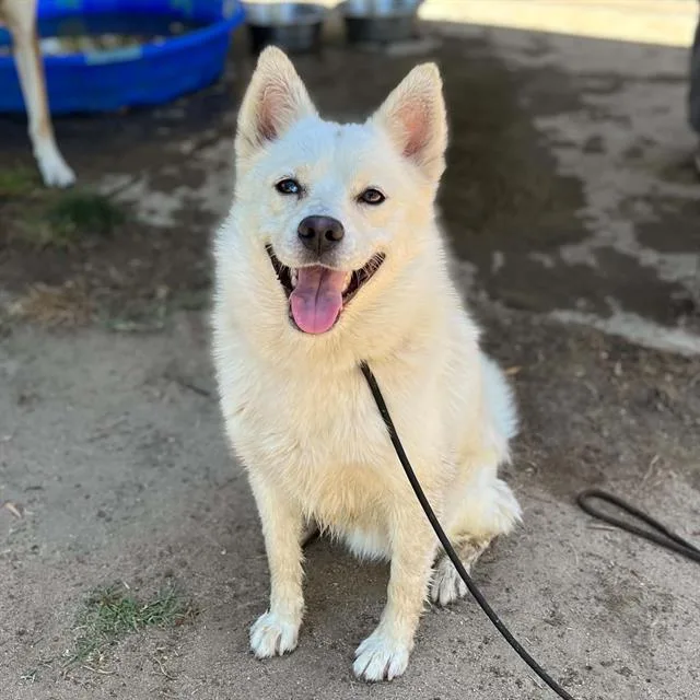 A young medium-sized male Australian Shepherd dog named Aussie for adoption in Modesto, CA
