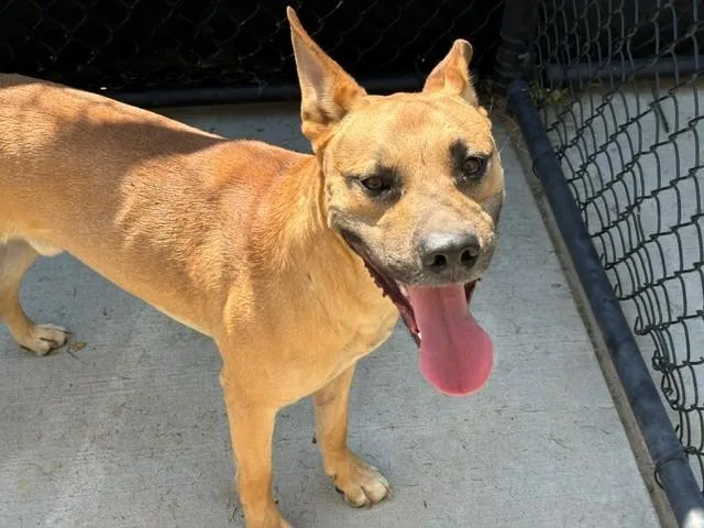 A young medium-sized male Pit Bull Terrier dog named Marcus for adoption in Tulsa, OK