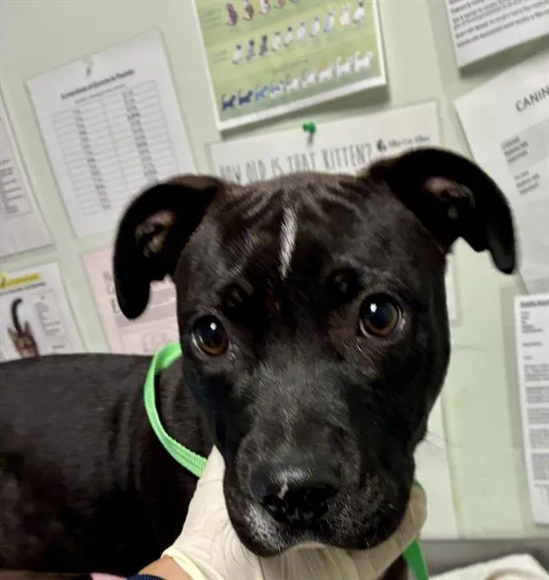 A baby small-sized male Pit Bull Terrier dog named Spike for adoption in Santa Cruz, CA