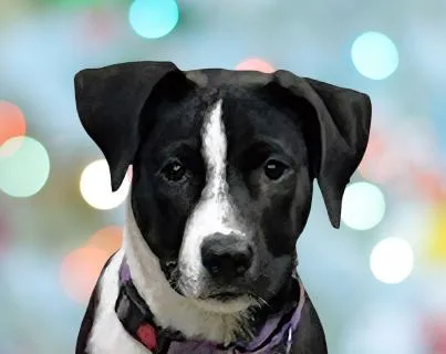 Cleo thumbnail 2