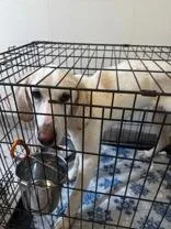 A young medium-sized male Hound dog named Turks for adoption in Clayton, GA