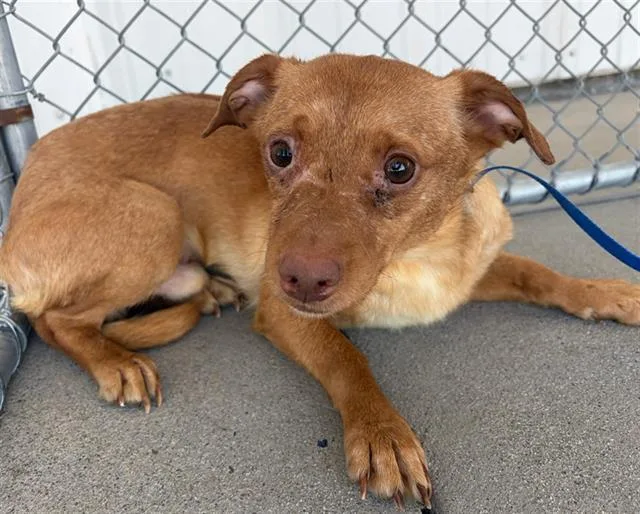 An adult small-sized male Chihuahua dog named Tomato for adoption in Bakersfield, CA