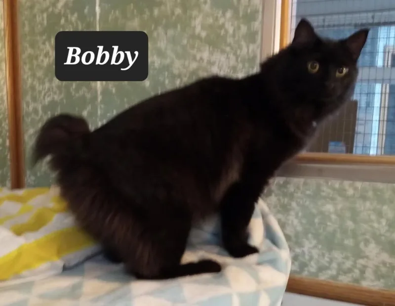 A young medium-sized male Domestic Long Hair cat named Bobby for adoption in Buffalo, MO