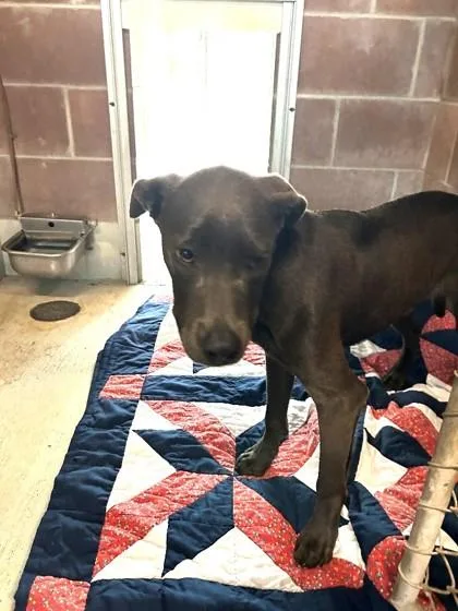 A young medium-sized male Pit Bull Terrier dog named Sawyer for adoption in Savannah, GA