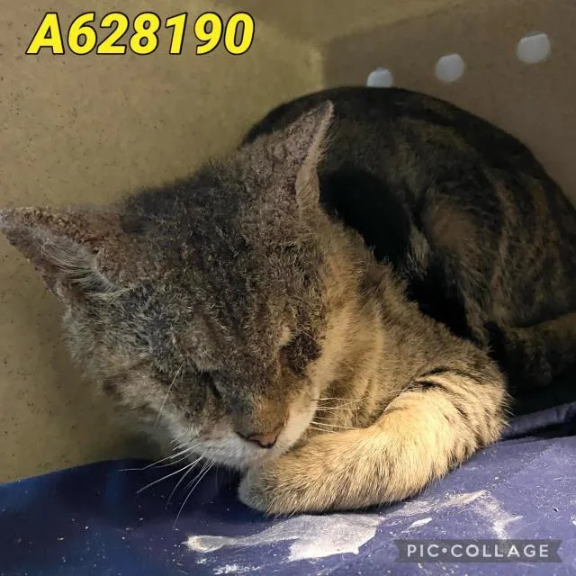 An adult large-sized male Domestic Short Hair cat named Tiger for adoption in San Antonio, TX