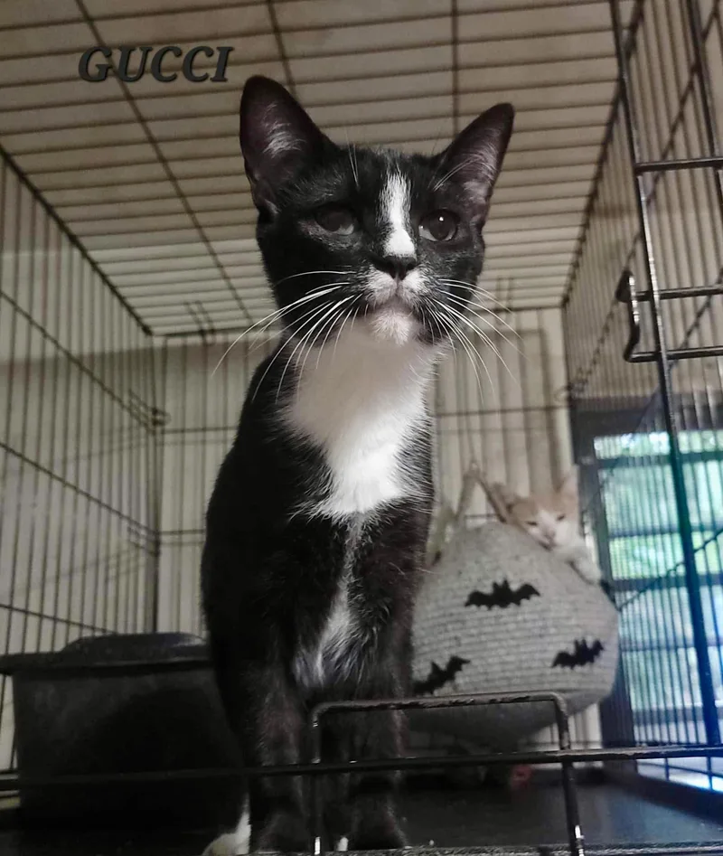 A young small-sized female Domestic Short Hair cat named Gucci for adoption in Villalba, PR