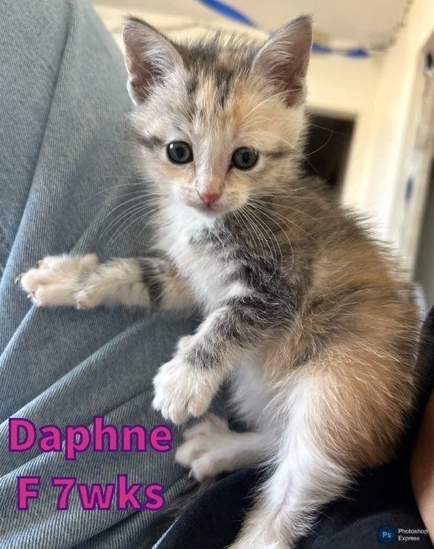 Daphne