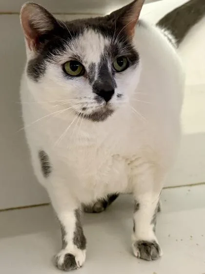 An adult large-sized female Domestic Short Hair cat named Boo for adoption in Downers Grove, IL
