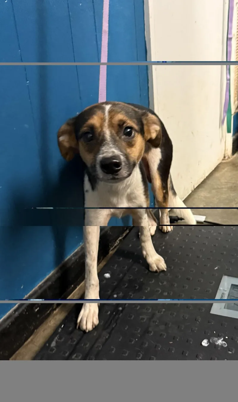 A young medium-sized male Chihuahua dog named Booth for adoption in Ozark, AL