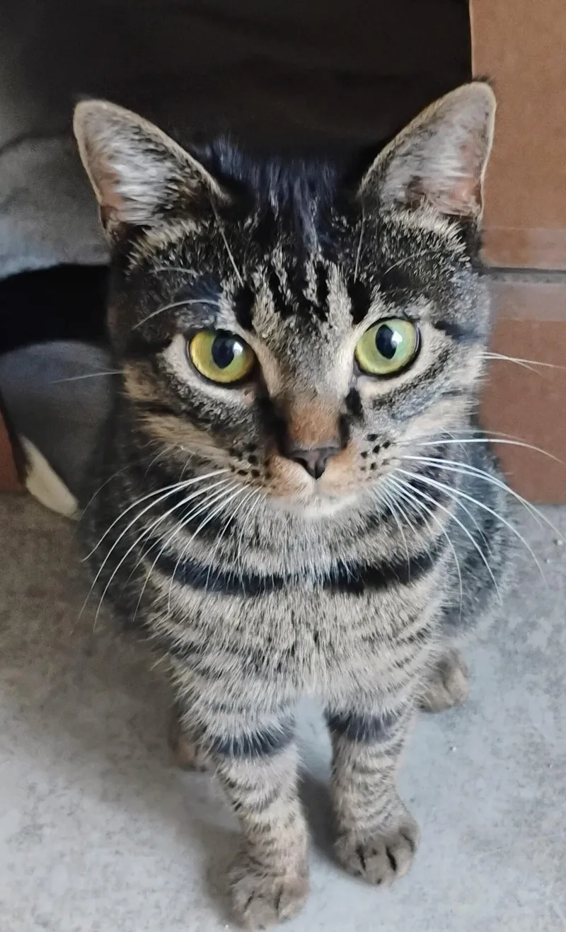 A young medium-sized female Tabby (Brown / Chocolate) Domestic Short Hair cat named Anja for adoption in Williamsburg, VA