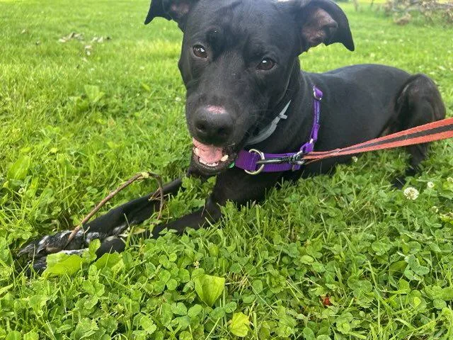 A young medium-sized male Labrador Retriever dog named Flash for adoption in Rootstown, OH
