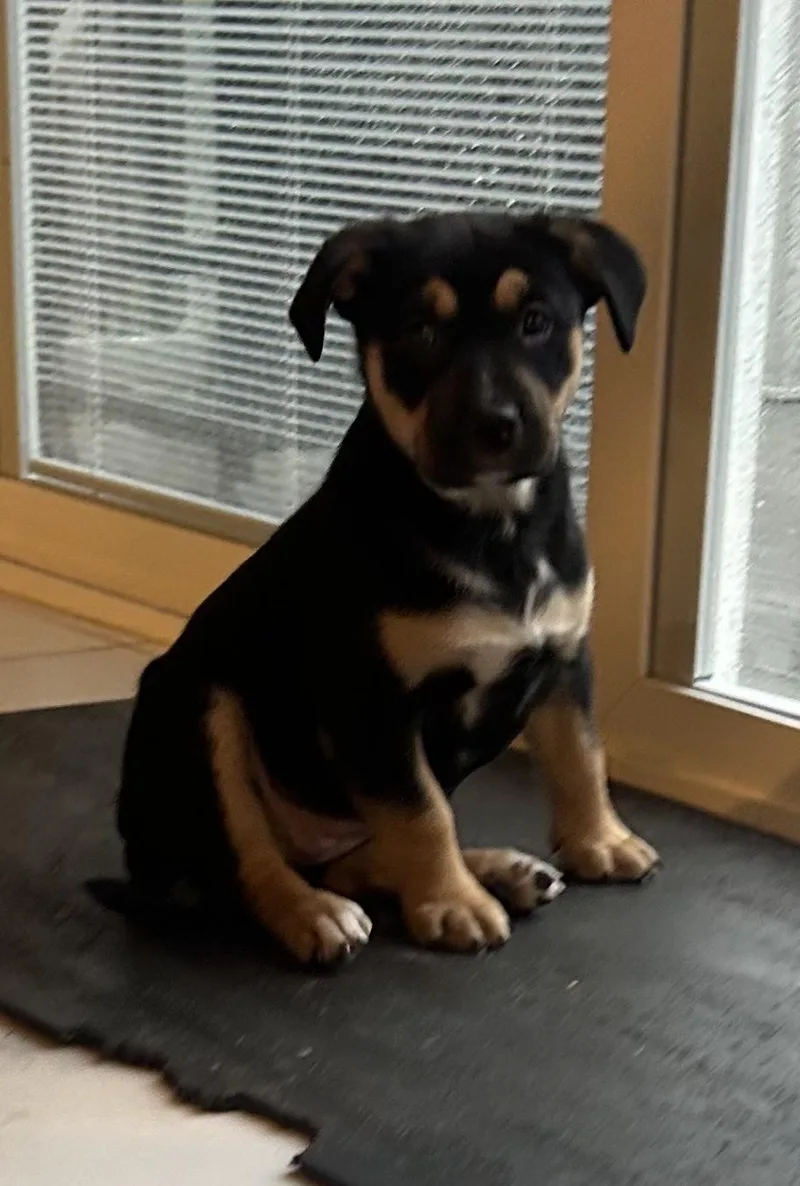 Millie Musical thumbnail 2