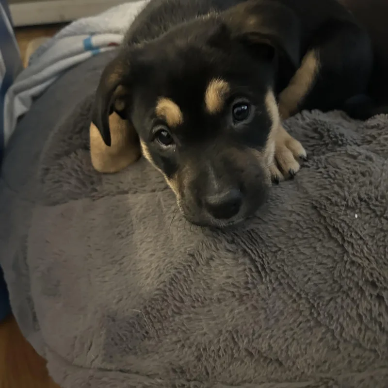 Millie Musical thumbnail 3