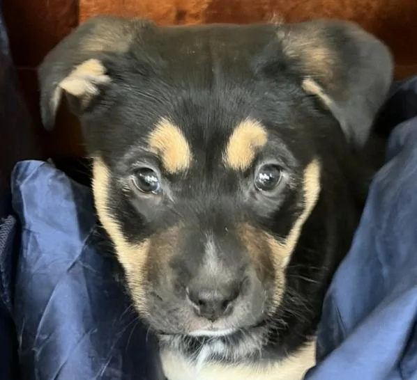 A baby small-sized female Yellow / Tan / Blond / Fawn Corgi dog named Millie Musical for adoption in Andover, MA