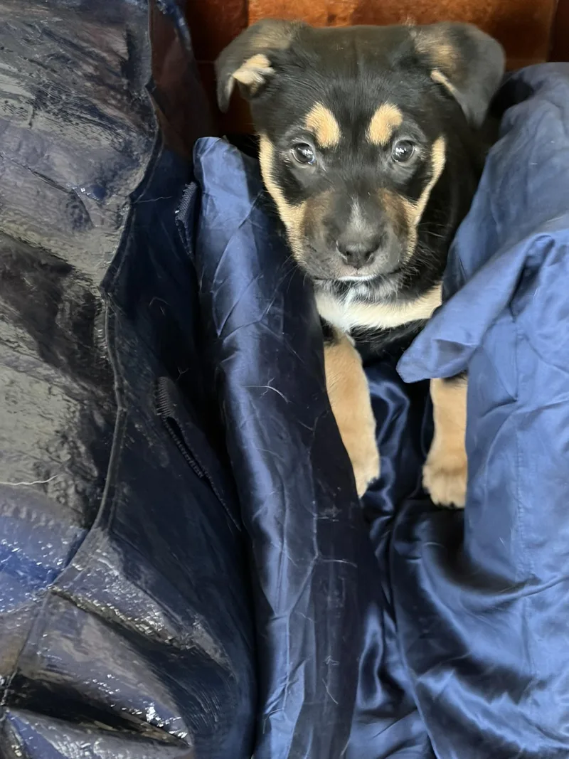 Millie Musical thumbnail 4