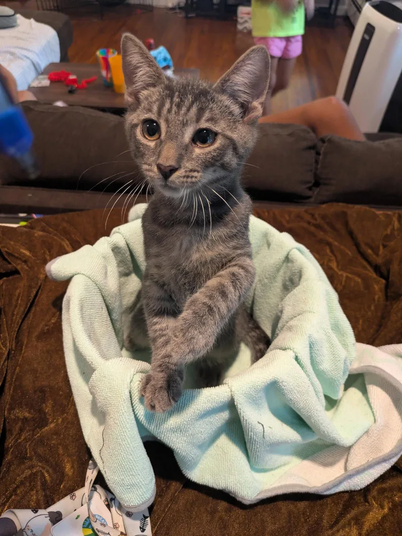 A baby medium-sized male Domestic Short Hair cat named Derpy for adoption in Stewartsville, NJ