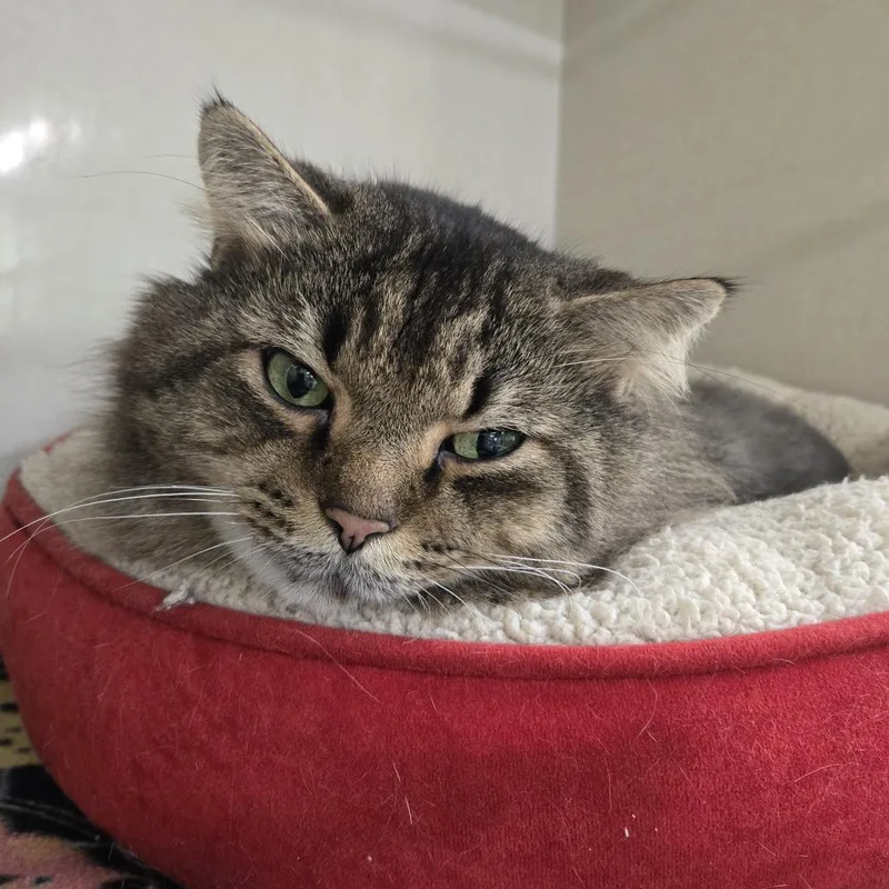 An adult extra large-sized male Brown / Chocolate Domestic Long Hair cat named Theodore for adoption in Tawas City, MI