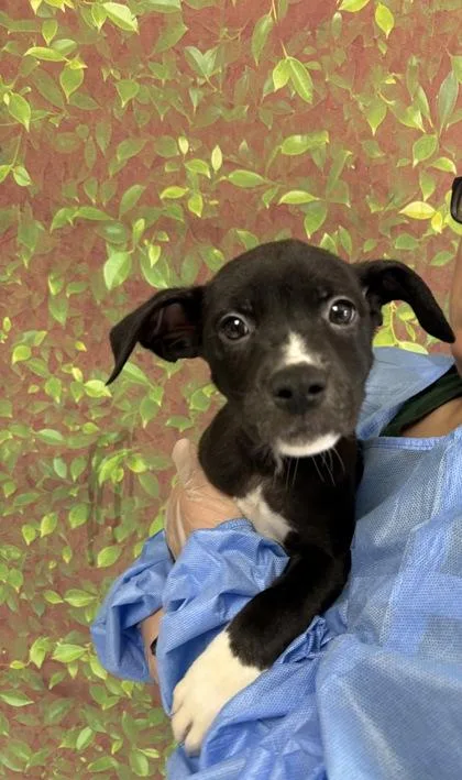A young small-sized male Shepherd dog named Knicks for adoption in San Antonio, TX