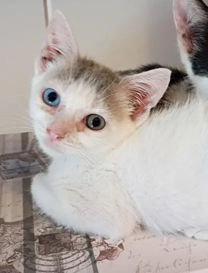 A baby small-sized female Domestic Long Hair cat named Pinky for adoption in Honolulu, HI