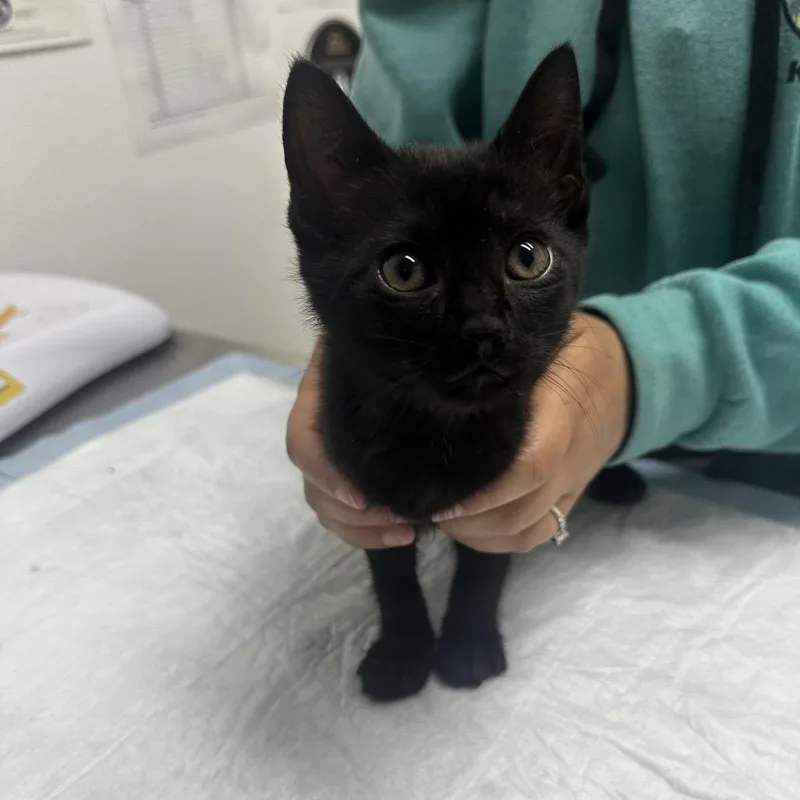 Binx