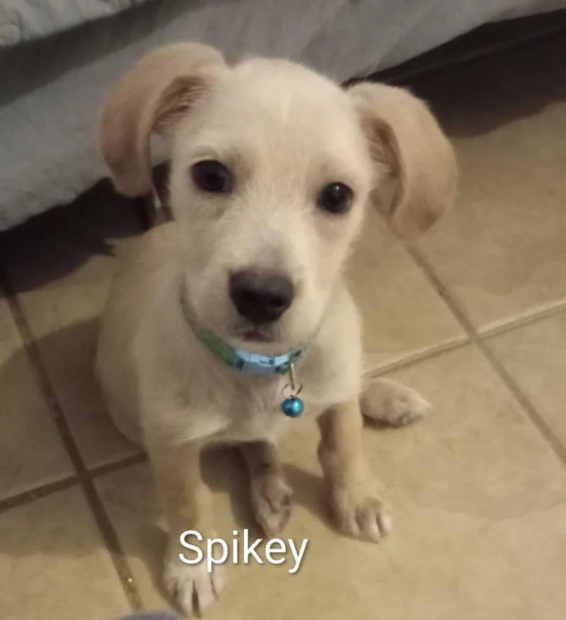 Spikey